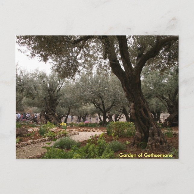 Garden of Gethsemane Postcard (Front)