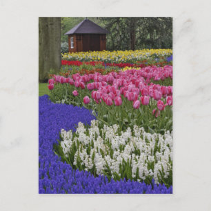 Garden of grape hyacinth, hyacinth and tulips, postcard