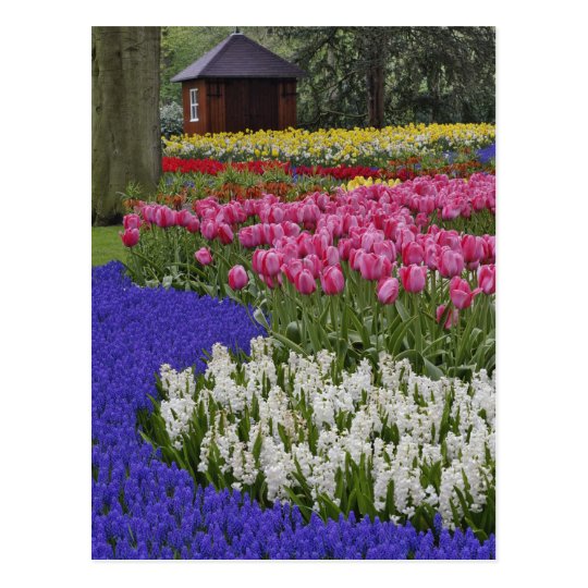 Garden of grape hyacinth, hyacinth and tulips, postcard