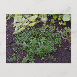 Garden of Mint Postcard