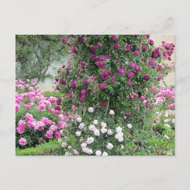 Garden of Roses Postcard (Front)