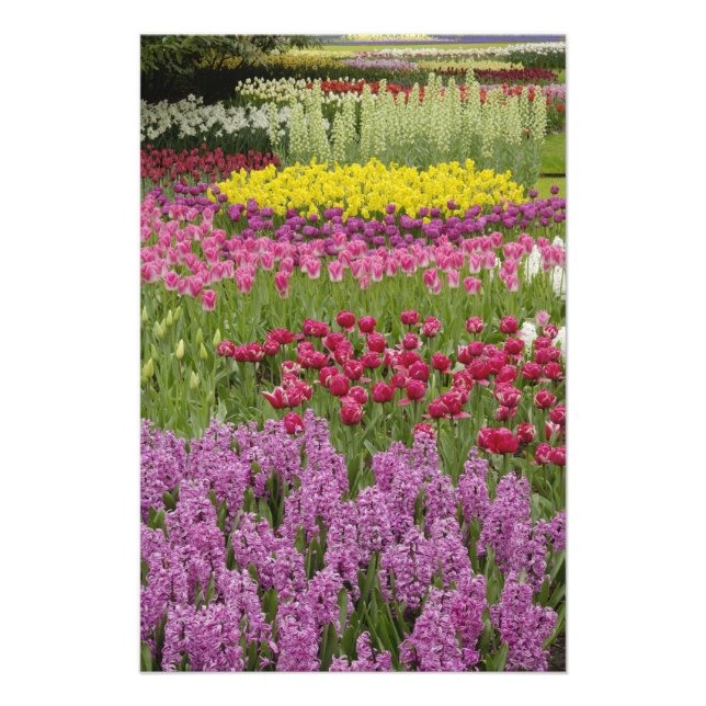 Garden of tulips, daffodils, and hyacinth photo print (Front)