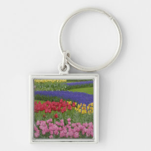 Garden of tulips, Grape Hyacinth and Key Ring