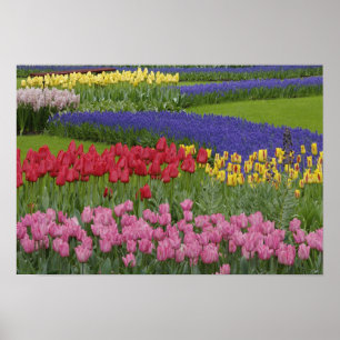 Garden of tulips, Grape Hyacinth and Poster