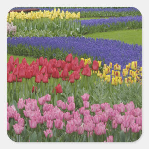 Garden of tulips, Grape Hyacinth and Square Sticker