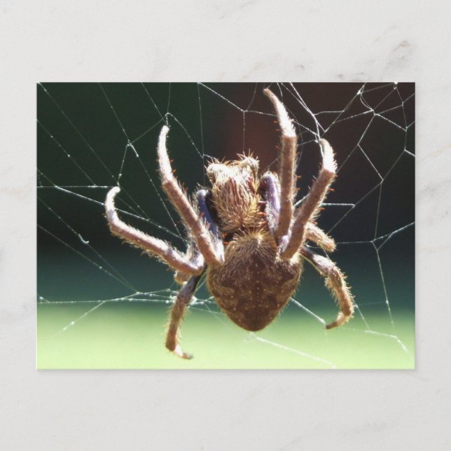 Garden Orb Weaver Spider Postcard (Front)