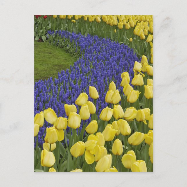 Garden pattern of Grape Hyacinth flowers and Postcard (Front)