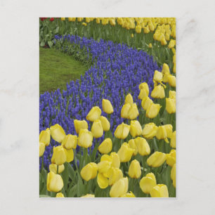 Garden pattern of Grape Hyacinth flowers and Postcard