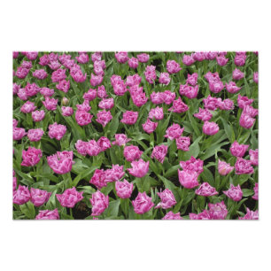 Garden pattern of tulips, Keukenhof Gardens, Photo Print