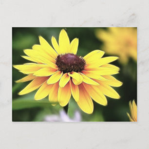 Garden Perfection - Black Eyed Susan Postcard