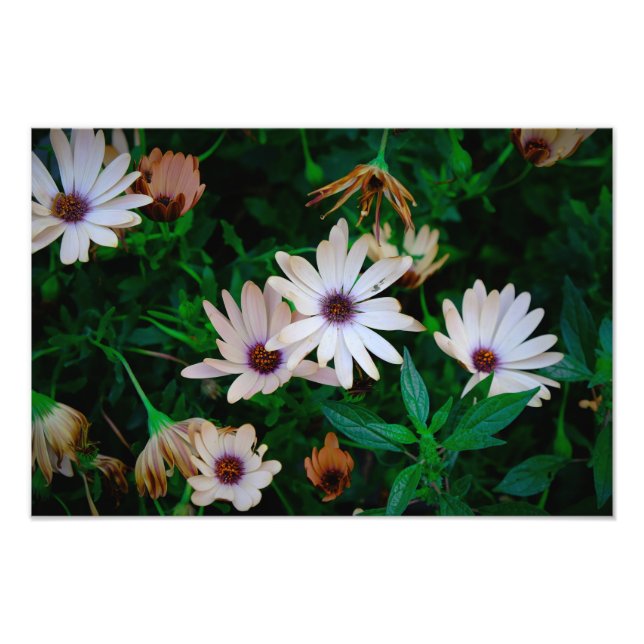 Garden Photo Print (Front)