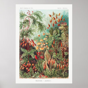 Garden Plants Poster