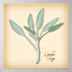 Garden Sage Herb Poster