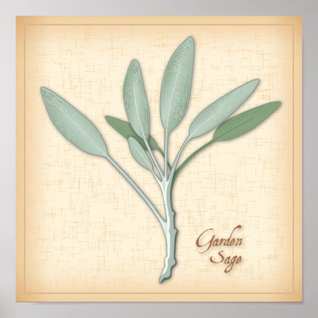 Garden Sage Herb Poster (Front)