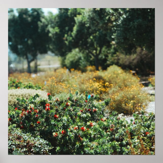 Garden Scatter Poster (Front)
