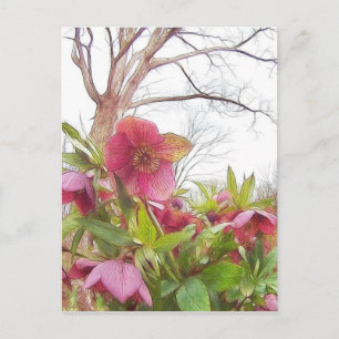 Garden Scene - Hellebores And Old Oak Postcard