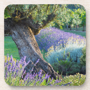 Garden scenic with flowers, France Coaster