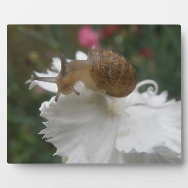 Garden Snail and White Carnation Plaque (Front)