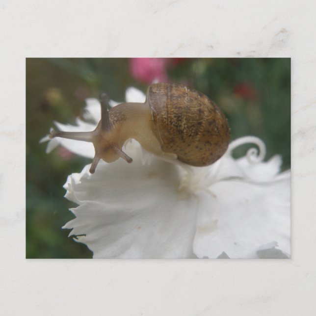 Garden Snail and White Carnation Postcard (Front)
