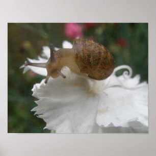 Garden Snail and White Carnation Print