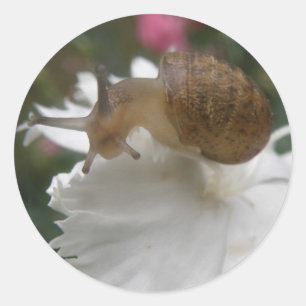 Garden Snail and White Carnation Stickers