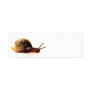Garden Snail Nature Photography