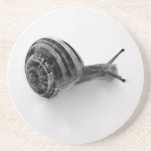 Garden Snail Nature Photography Coaster