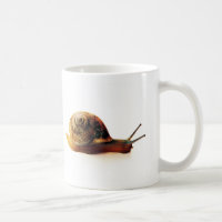 Garden Snail Nature Photography