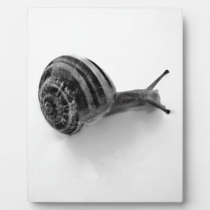 Garden Snail Nature Photography Plaque