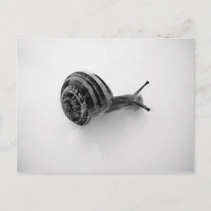 Garden Snail Nature Photography Postcard
