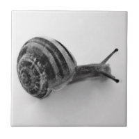 Garden Snail Nature Photography