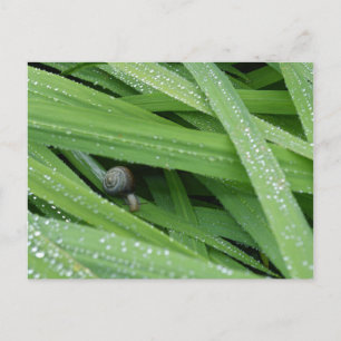 Garden Snail Postcard