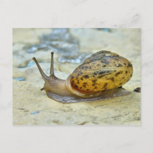 Garden Snail Postcard. Postcard