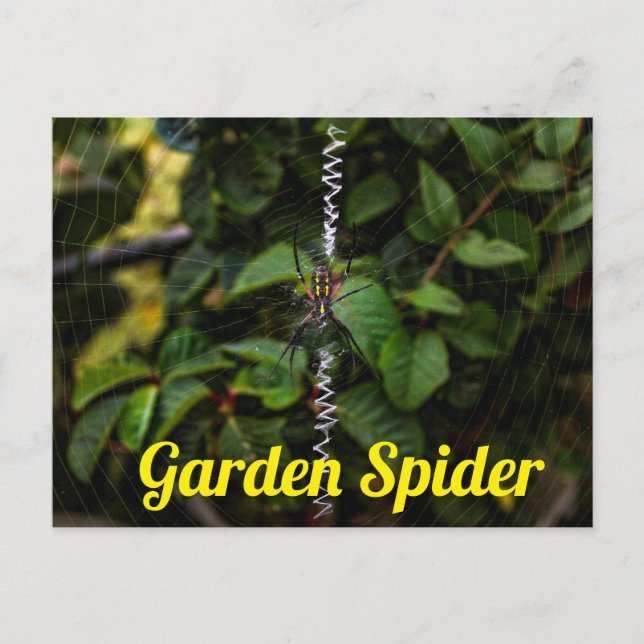 Garden Spider Building a Web Postard Postcard (Front)