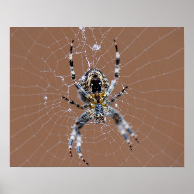 Garden Spider  Poster (Front)