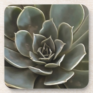 Garden Succulent Green Grey Tones Realistic Art Coaster