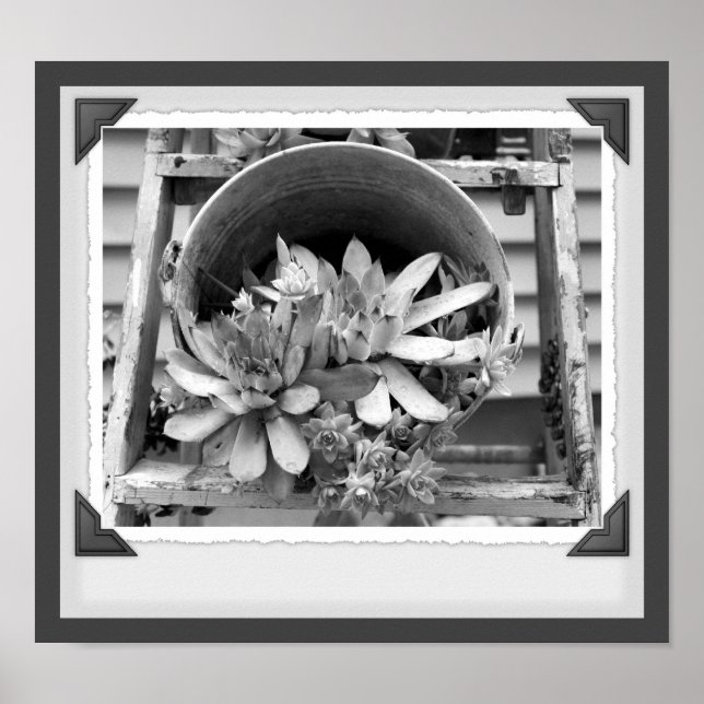 Garden Succulents Black And White Snapshot Poster (Front)