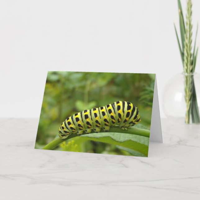 Garden Swallowtail Caterpillar Notecard (Front)