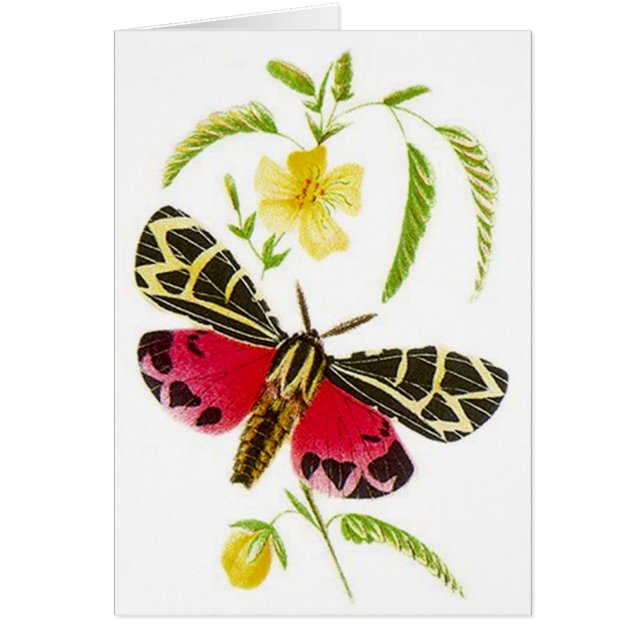 Garden Tiger Moth & Floral Design! GARDEN CARD (Front)