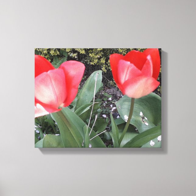 Garden tulips canvas print (Front)