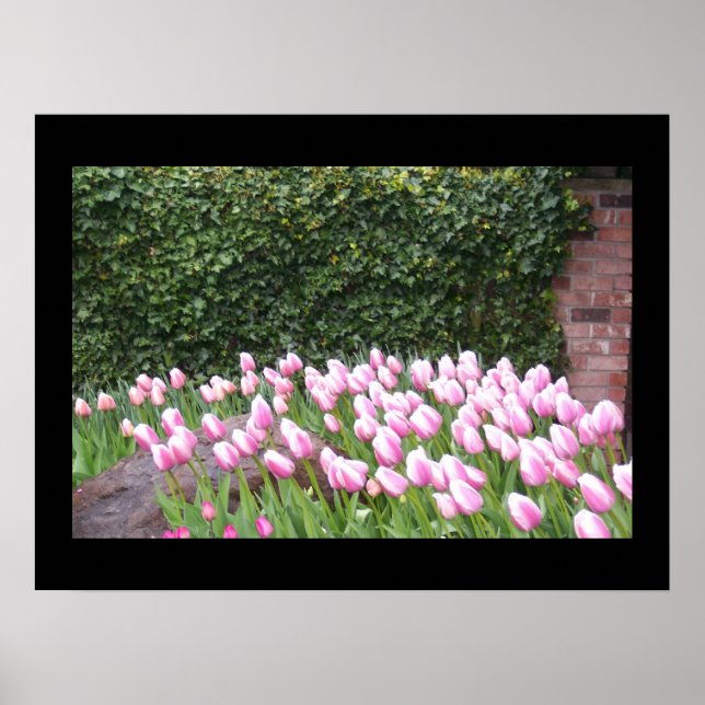 Garden Tulips Picture Poster (Front)