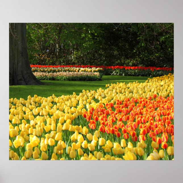 Garden Tulips Poster (Front)