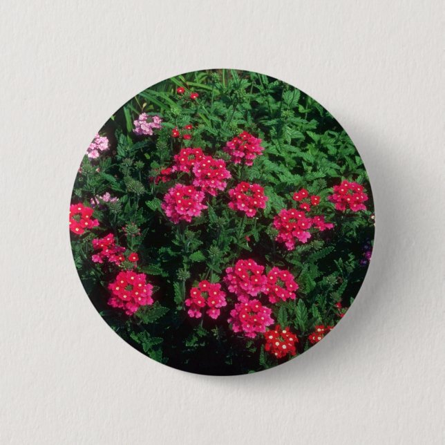 Garden Verbena (Verbena Hybrida) flowers 6 Cm Round Badge (Front)