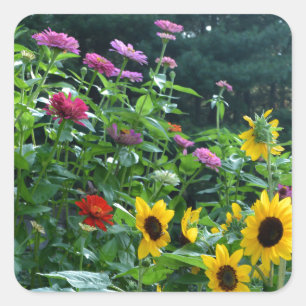 Garden View, daisies, cosmos, sunflowers, mums Square Sticker