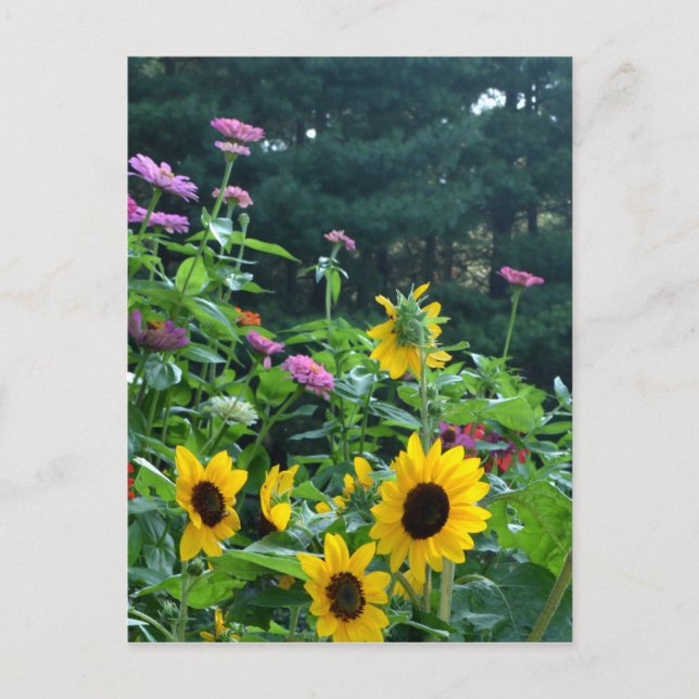 Garden View, daisies, cosmos, sunflowers Postcard (Front)