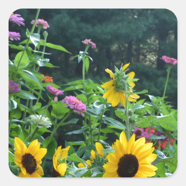 Garden View, daisies, cosmos, sunflowers Square Sticker (Front)