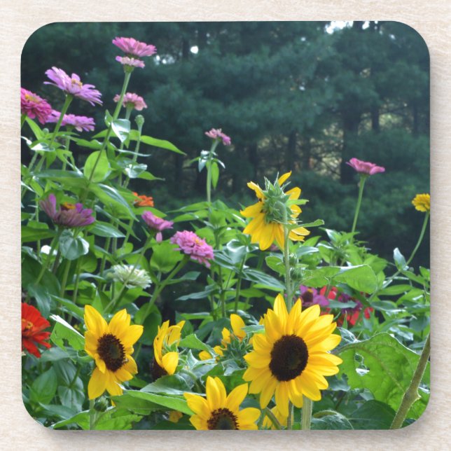 Garden View- sunflower, daisies, cosmos Coaster (Front)