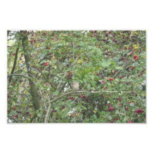 Garden Warbler and Blue Tit Photo Print