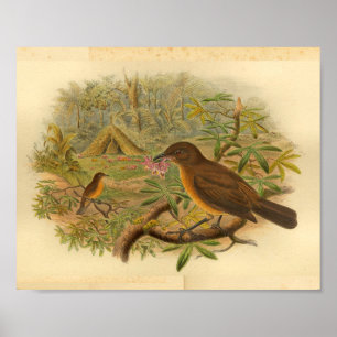 Gardener Bower Bird Brown Yellow Vintage Print