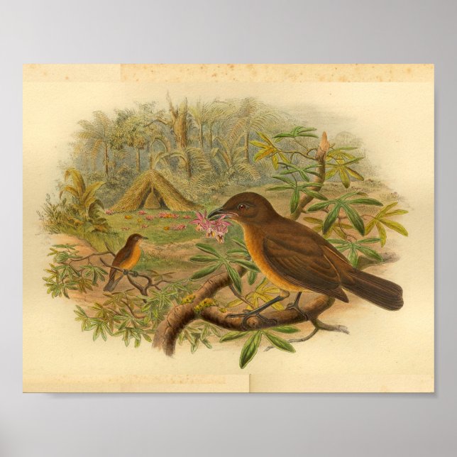 Gardener Bower Bird Brown Yellow Vintage Print (Front)